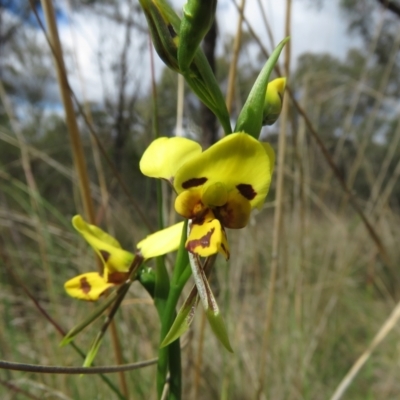 Diuris sulphurea (Tiger Orchid) at Denman Prospect, ACT - 5 Oct 2023 by TonyWillis