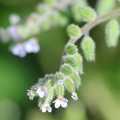 Myosotis discolor (Forget-me-not) at Felltimber Creek NCR - 7 Oct 2023 by KylieWaldon