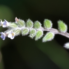 Myosotis discolor at West Wodonga, VIC - 7 Oct 2023 09:19 AM