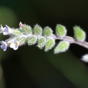 Myosotis discolor at West Wodonga, VIC - 7 Oct 2023