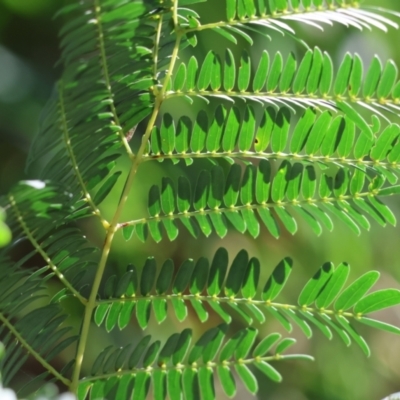 Acacia elata at West Wodonga, VIC - 7 Oct 2023 by KylieWaldon