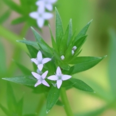 Sherardia arvensis (Field Madder) at Felltimber Creek NCR - 7 Oct 2023 by KylieWaldon