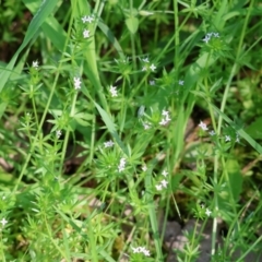 Sherardia arvensis at West Wodonga, VIC - 7 Oct 2023 09:21 AM