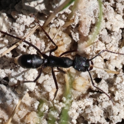 Unidentified Ant (Hymenoptera, Formicidae) at Felltimber Creek NCR - 6 Oct 2023 by KylieWaldon