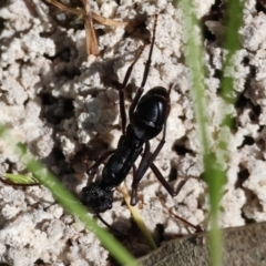 Rhytidoponera sp. (genus) at West Wodonga, VIC - 7 Oct 2023 09:23 AM