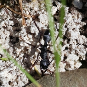 Rhytidoponera sp. (genus) at West Wodonga, VIC - 7 Oct 2023 09:23 AM