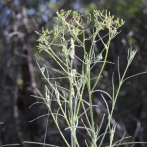 Senecio quadridentatus at West Wodonga, VIC - 7 Oct 2023 09:28 AM
