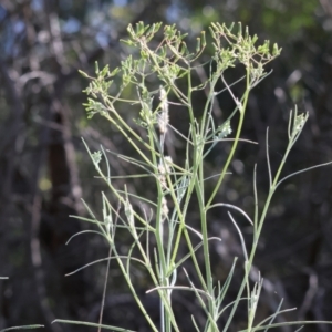 Senecio quadridentatus at West Wodonga, VIC - 7 Oct 2023