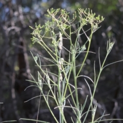 Senecio quadridentatus (Cotton Fireweed) at Felltimber Creek NCR - 6 Oct 2023 by KylieWaldon