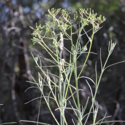 Senecio quadridentatus (Cotton Fireweed) at Wodonga - 6 Oct 2023 by KylieWaldon