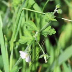 Geranium gardneri at Felltimber Creek NCR - 7 Oct 2023 by KylieWaldon