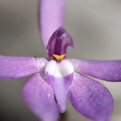Glossodia major (Wax Lip Orchid) at Block 402 - 6 Oct 2023 by Miranda