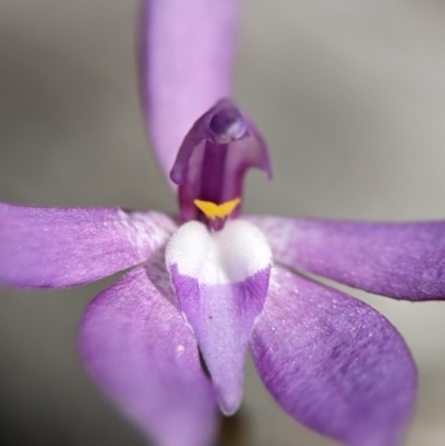 Glossodia major (Wax Lip Orchid) at Block 402 - 6 Oct 2023 by Miranda