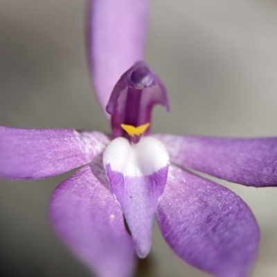 Glossodia major (Wax Lip Orchid) at Piney Ridge - 6 Oct 2023 by Miranda