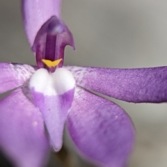 Glossodia major at Stromlo, ACT - 6 Oct 2023