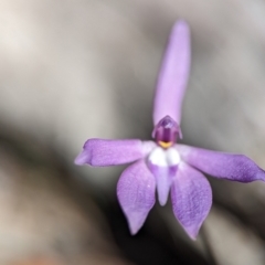 Glossodia major at Stromlo, ACT - 6 Oct 2023