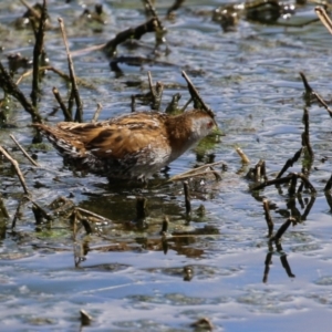 Zapornia pusilla at Fyshwick, ACT - 6 Oct 2023