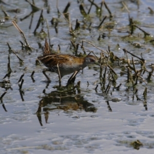 Zapornia pusilla at Fyshwick, ACT - 6 Oct 2023