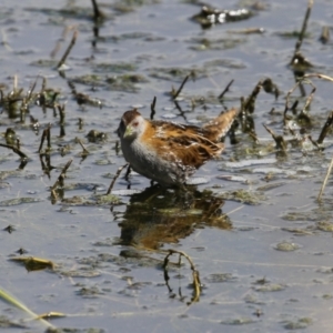 Zapornia pusilla at Fyshwick, ACT - 6 Oct 2023