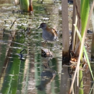 Zapornia pusilla at Fyshwick, ACT - 6 Oct 2023