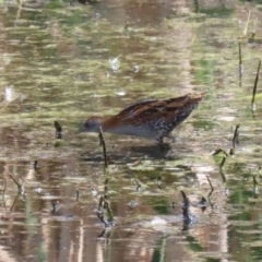 Zapornia pusilla at Fyshwick, ACT - 6 Oct 2023