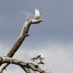 Elanus axillaris (Black-shouldered Kite) at Fyshwick, ACT - 6 Oct 2023 by RodDeb