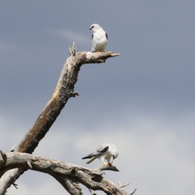 Elanus axillaris (Black-shouldered Kite) at Jerrabomberra Wetlands - 6 Oct 2023 by RodDeb