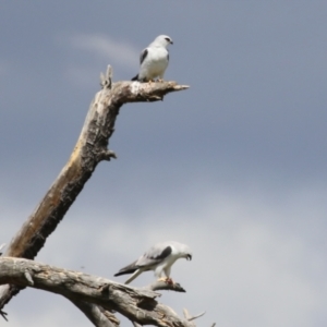 Elanus axillaris at Fyshwick, ACT - 6 Oct 2023