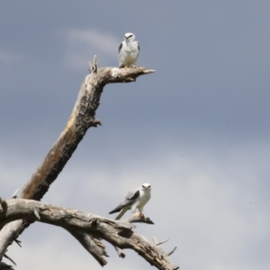 Elanus axillaris at Fyshwick, ACT - 6 Oct 2023