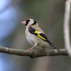 Carduelis carduelis (European Goldfinch) at Fyshwick, ACT - 6 Oct 2023 by RodDeb