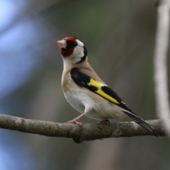 Carduelis carduelis at Fyshwick, ACT - 6 Oct 2023