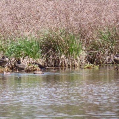 Stictonetta naevosa (Freckled Duck) at Fyshwick, ACT - 6 Oct 2023 by RodDeb