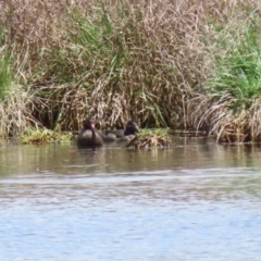 Stictonetta naevosa at Fyshwick, ACT - 6 Oct 2023