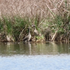 Stictonetta naevosa at Fyshwick, ACT - 6 Oct 2023