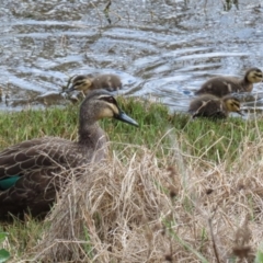 Anas superciliosa (Pacific Black Duck) at Fyshwick, ACT - 6 Oct 2023 by RodDeb