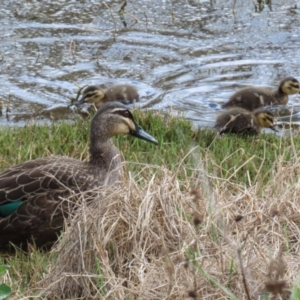 Anas superciliosa at Fyshwick, ACT - 6 Oct 2023