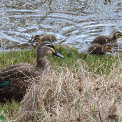 Anas superciliosa (Pacific Black Duck) at Fyshwick, ACT - 6 Oct 2023 by RodDeb