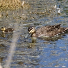 Anas superciliosa at Fyshwick, ACT - 6 Oct 2023