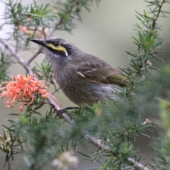 Caligavis chrysops (Yellow-faced Honeyeater) at Jerrabomberra Wetlands - 6 Oct 2023 by RodDeb