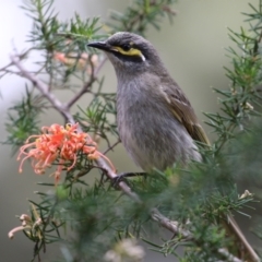 Caligavis chrysops at Fyshwick, ACT - 6 Oct 2023