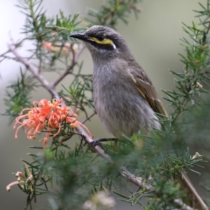 Caligavis chrysops at Fyshwick, ACT - 6 Oct 2023