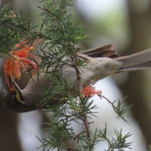 Caligavis chrysops at Fyshwick, ACT - 6 Oct 2023