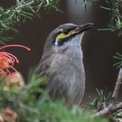 Caligavis chrysops at Fyshwick, ACT - 6 Oct 2023