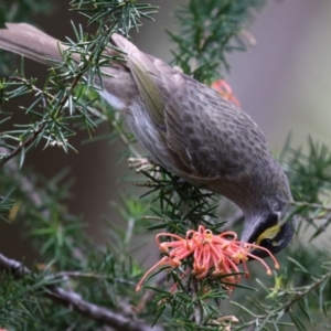 Caligavis chrysops at Fyshwick, ACT - 6 Oct 2023