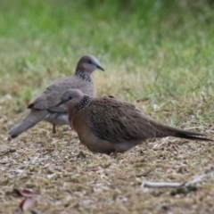 Spilopelia chinensis (Spotted Dove) at Jerrabomberra Wetlands - 6 Oct 2023 by RodDeb