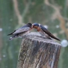 Hirundo neoxena (Welcome Swallow) at Jerrabomberra Wetlands - 6 Oct 2023 by RodDeb