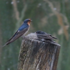 Hirundo neoxena at Fyshwick, ACT - 6 Oct 2023