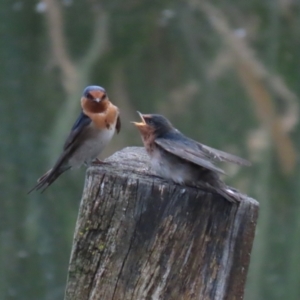 Hirundo neoxena at Fyshwick, ACT - 6 Oct 2023