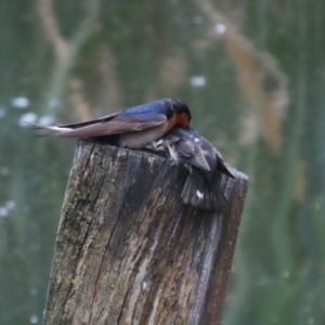 Hirundo neoxena at Fyshwick, ACT - 6 Oct 2023