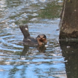 Hirundo neoxena at Fyshwick, ACT - 6 Oct 2023